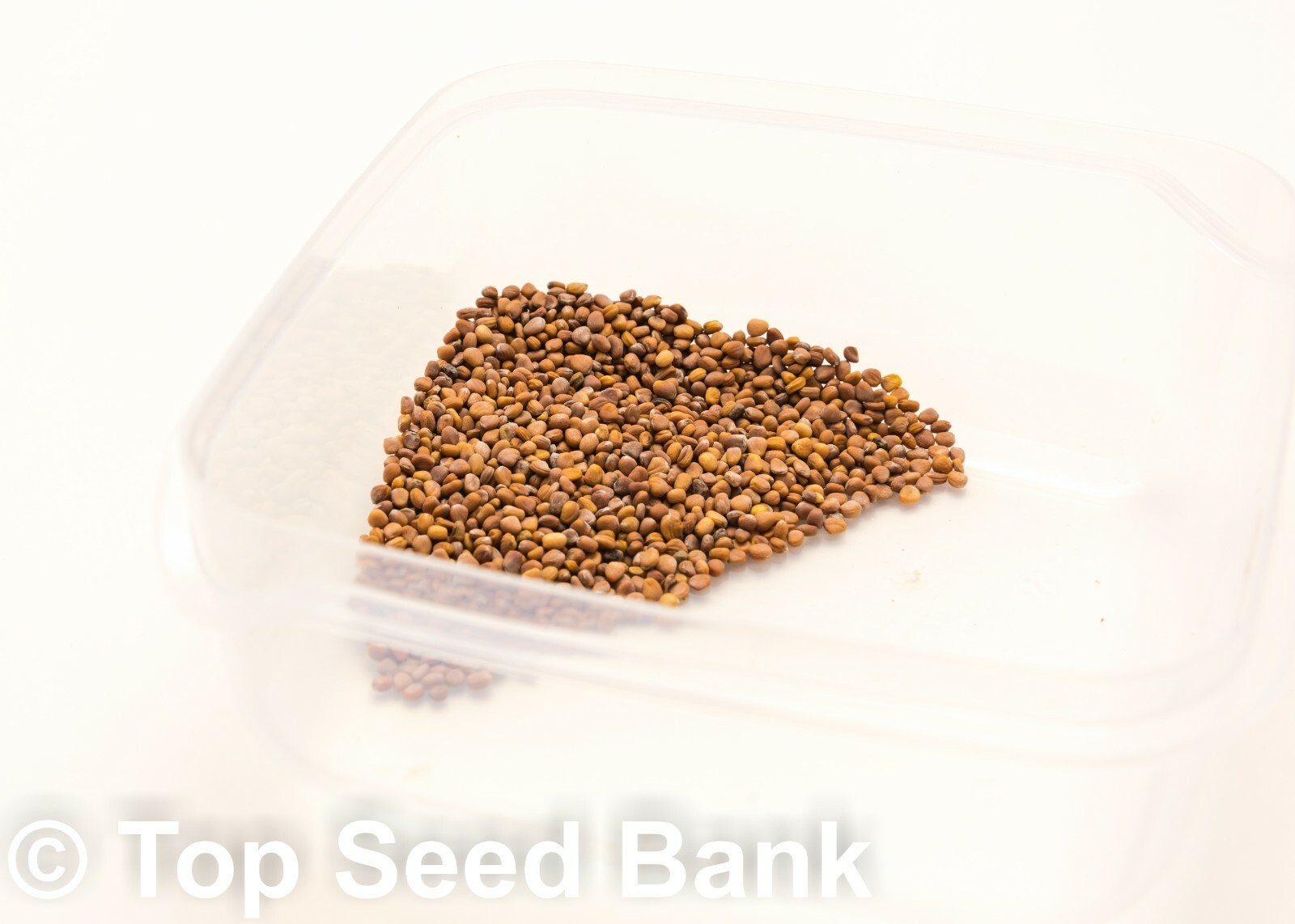 200+ French Breakfast Radish seeds, 24 days + Free GIFT | Fast, Easy to Grow