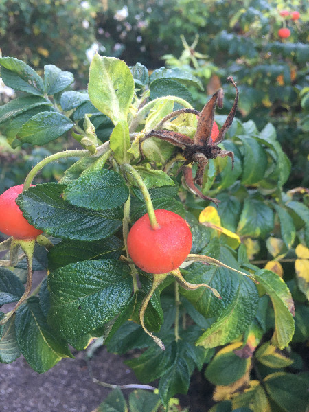 Rosa rugosa var. rubra | Beach or Japanese Rose | Letchberry | 10 Seeds