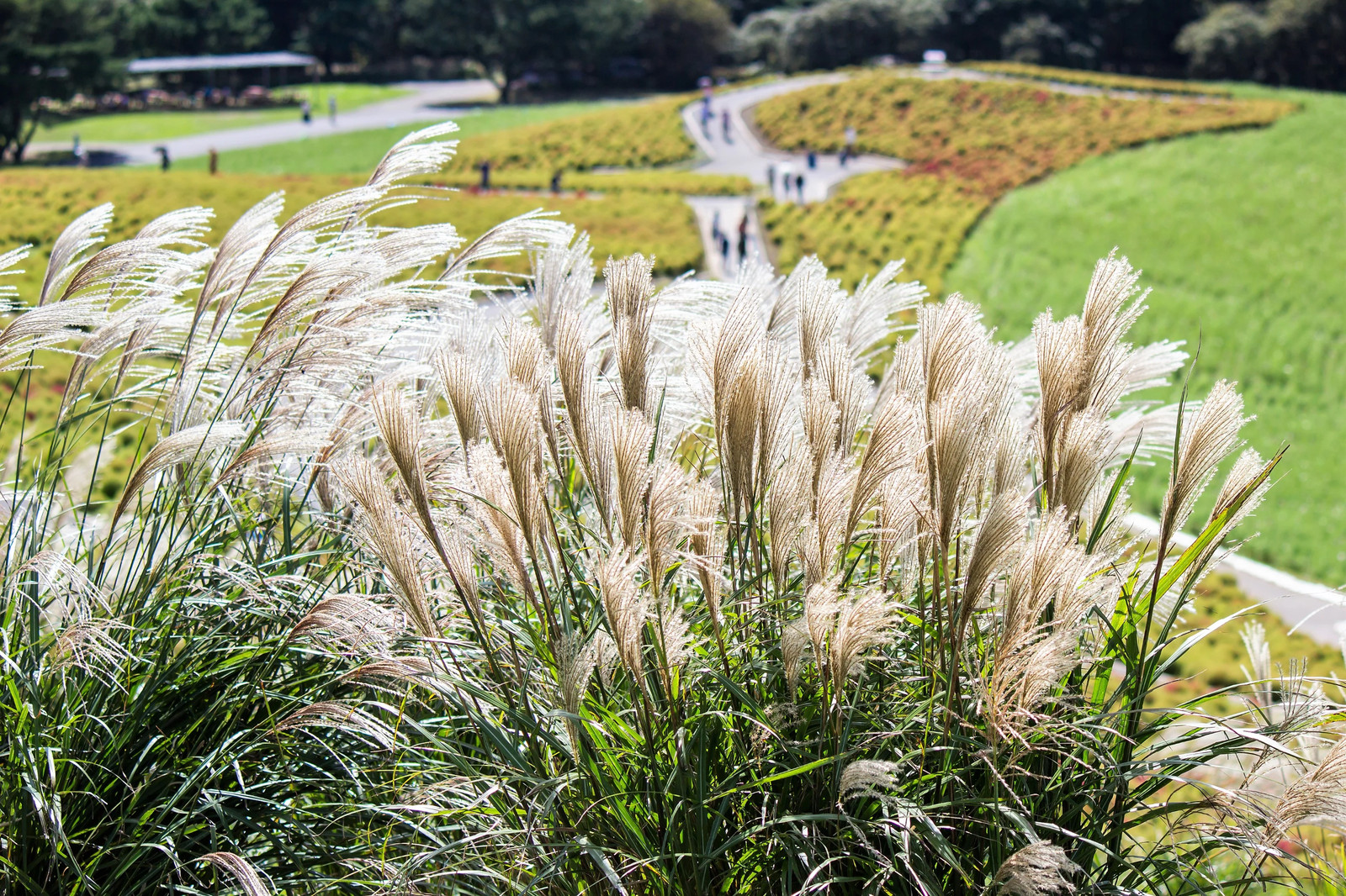 10 SILVER MAIDEN GRASS Miscanthus Sinensis Japanese Pampas Perennial Seeds