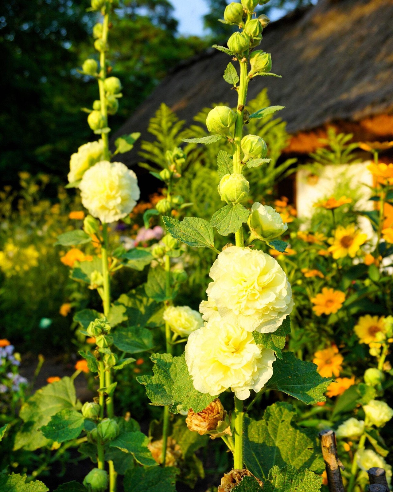 50 Dwarf Double HOLLYHOCK MAJORETTE MIX Alcea Rosea Red Pink White Flower Seeds