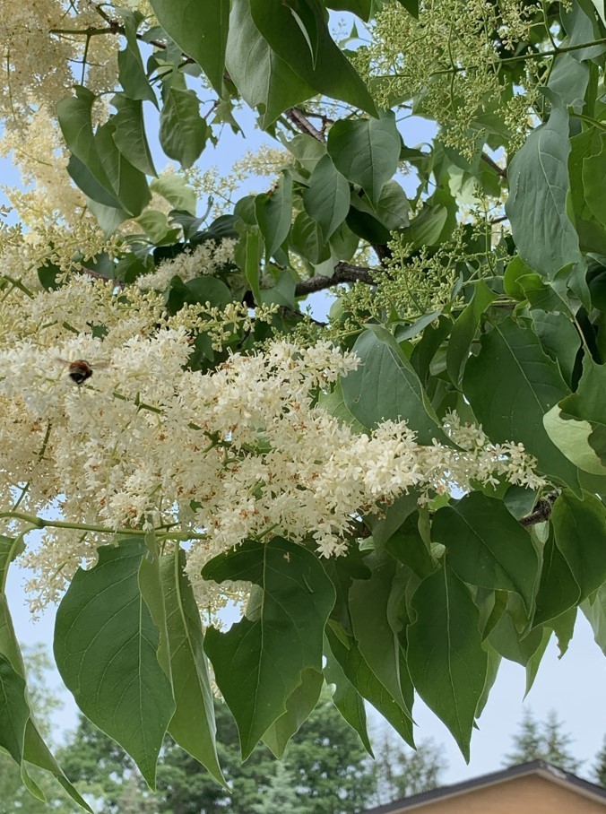 Syringa Reticulata 20 Seeds, Cold Hardy Fragrant Flowering Japanese Lilac Tree