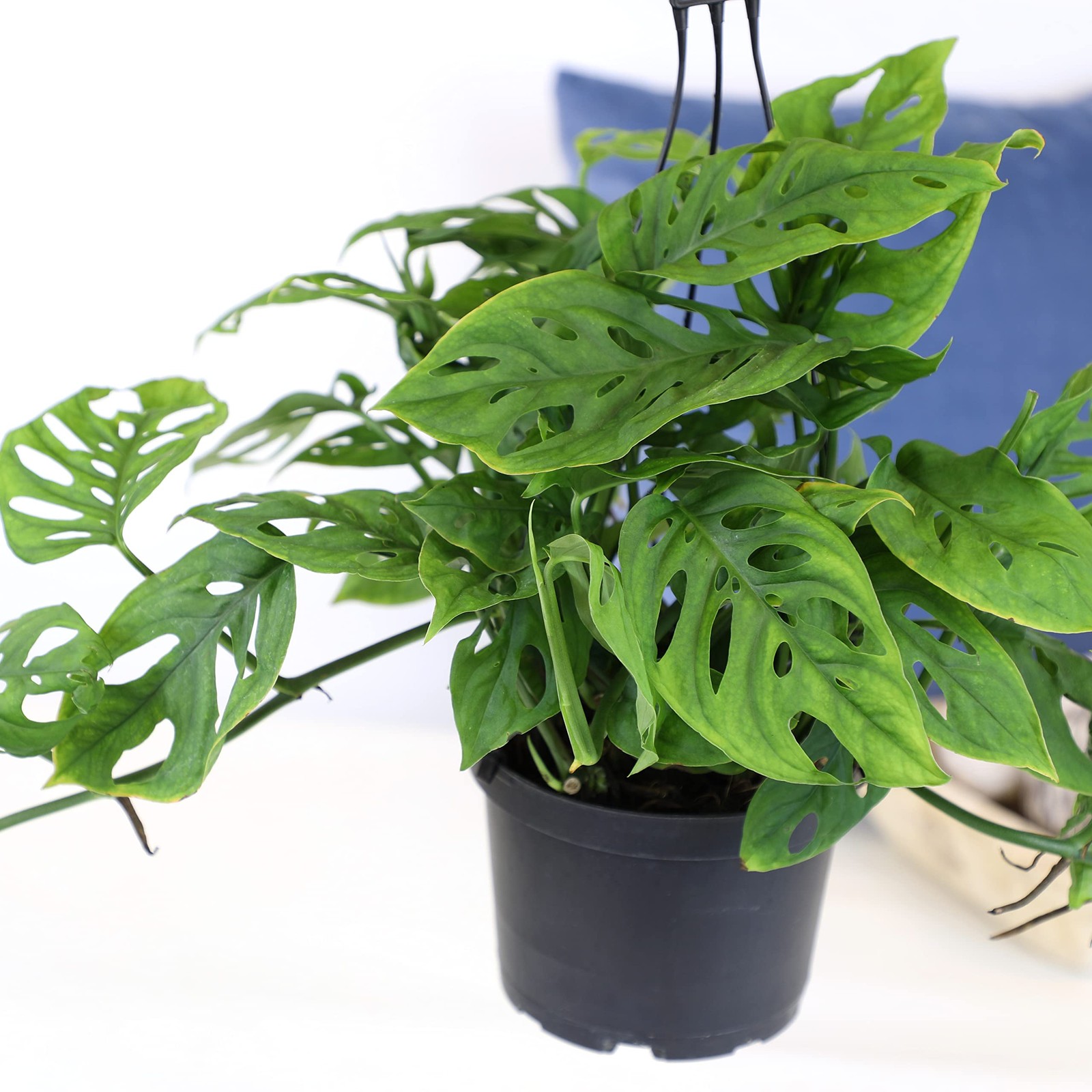 6″ Swiss Cheese Plant Monstera Adansonii Live Plant Hanging Basket, Swiss Che…