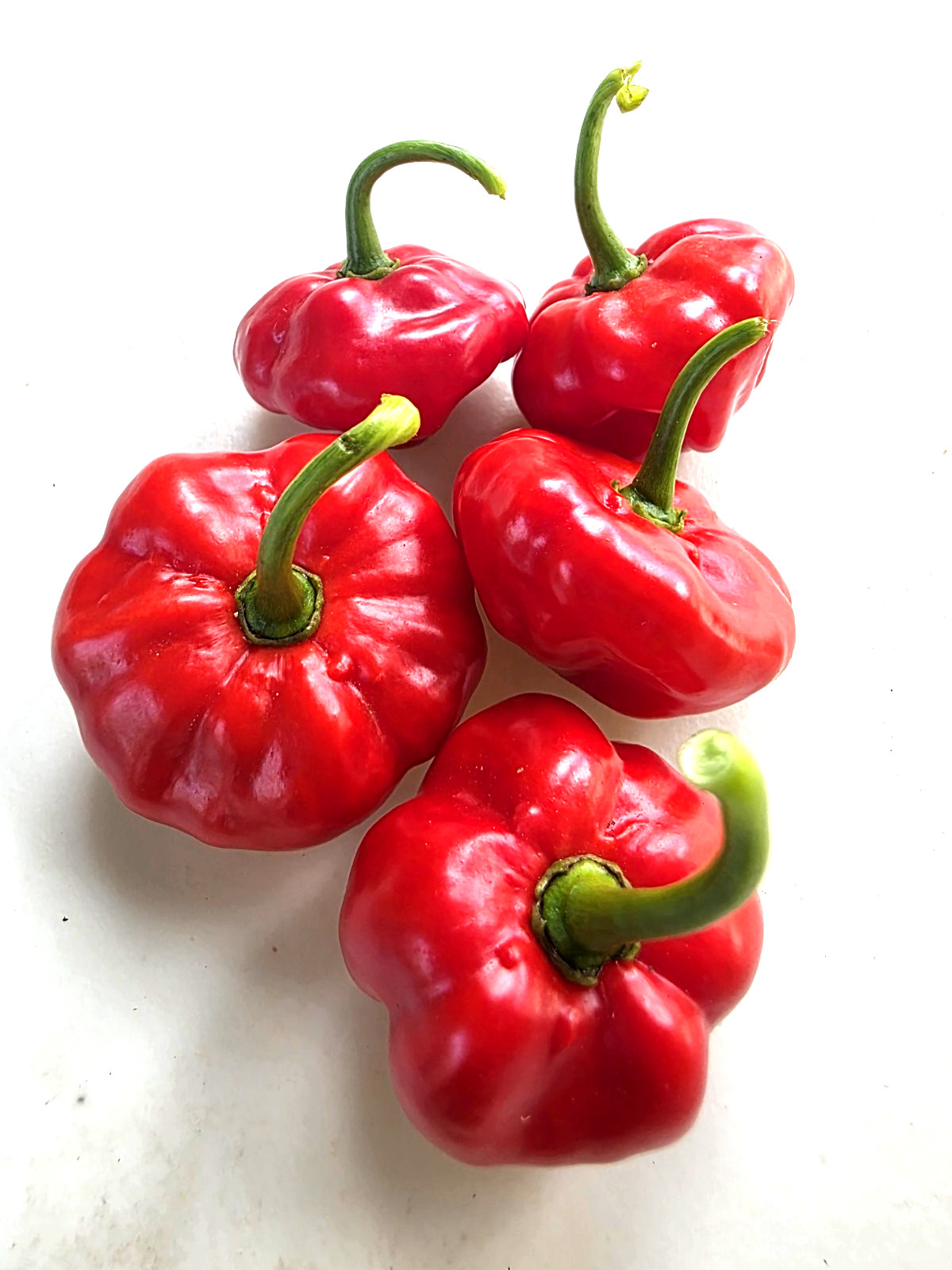 50 Seeds Combo Ají Dulce Grande + Ají Sabrosito, Puerto Rico, Sweet Pepper