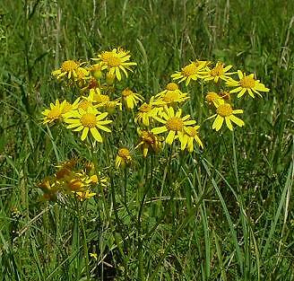 Senecio plattensis 250 seeds