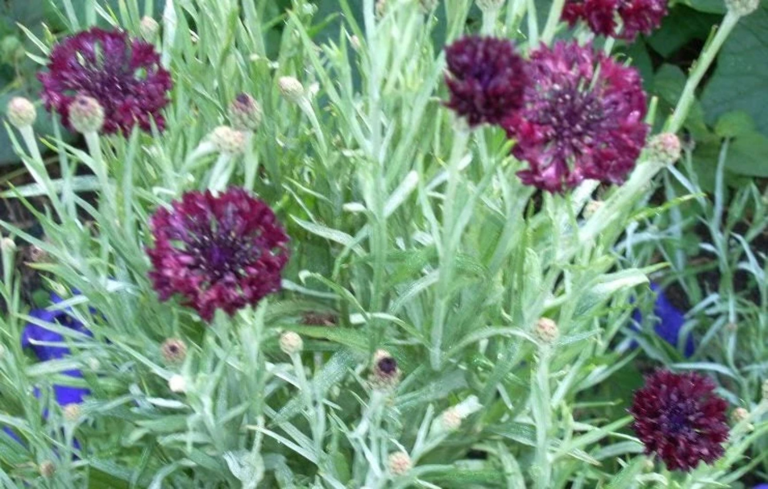 25 Black Garnet BACHELOR’S BUTTON / CORNFLOWER Centaurea Cyanus Flower Seeds