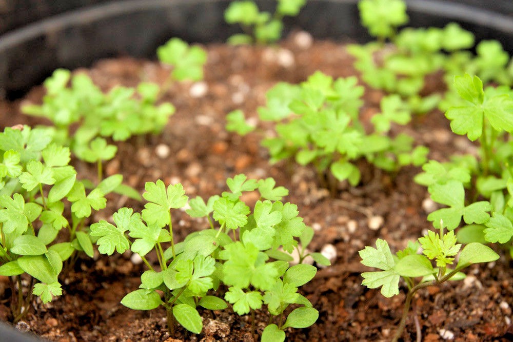 300+ITALIAN Flat Leaf PARSLEY Seeds Organic Herb Garden Containers Culinary Easy