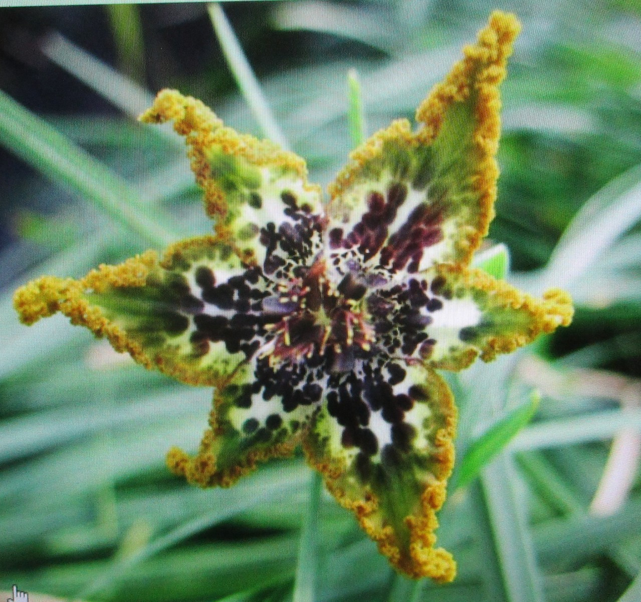 Ferraria form A 8 Mix Sizes Corms bulbs Dark Purple green Yel edges