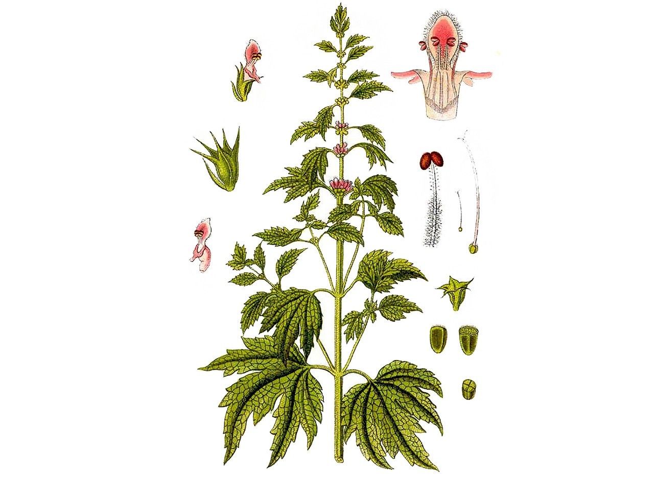 Motherwort Seeds – Leonurus cardiaca – Medicinal Herb – 10 25 50 100 Packs USA