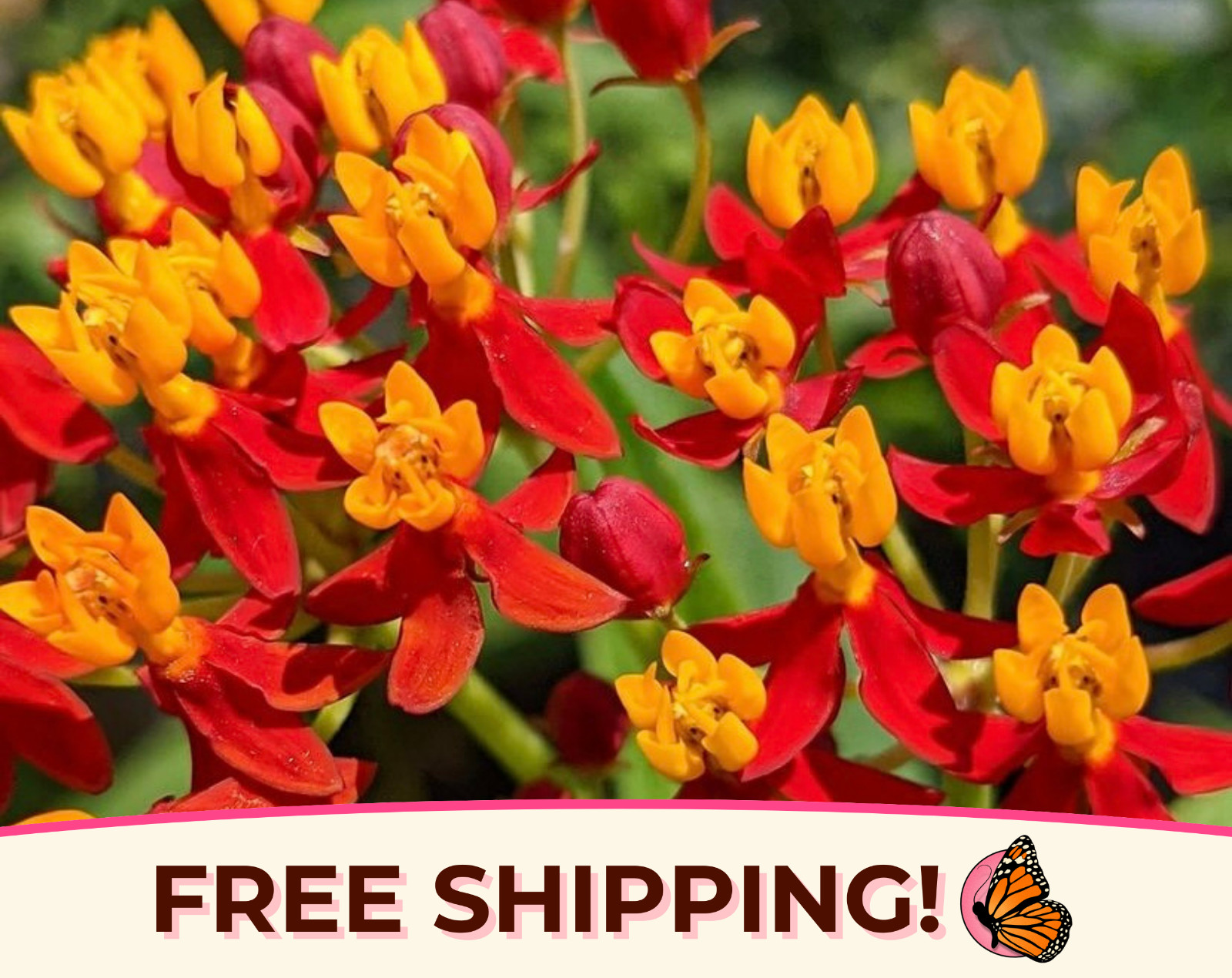 200+ Tropical Milkweed Seeds (Asclepias curassavica) Monarch Butterfly Plant USA