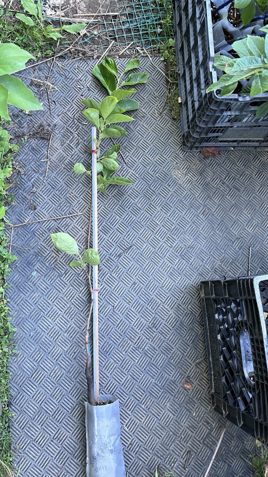 2-3 ft tall Saijo Asian Persimmon, grafted, potted.
