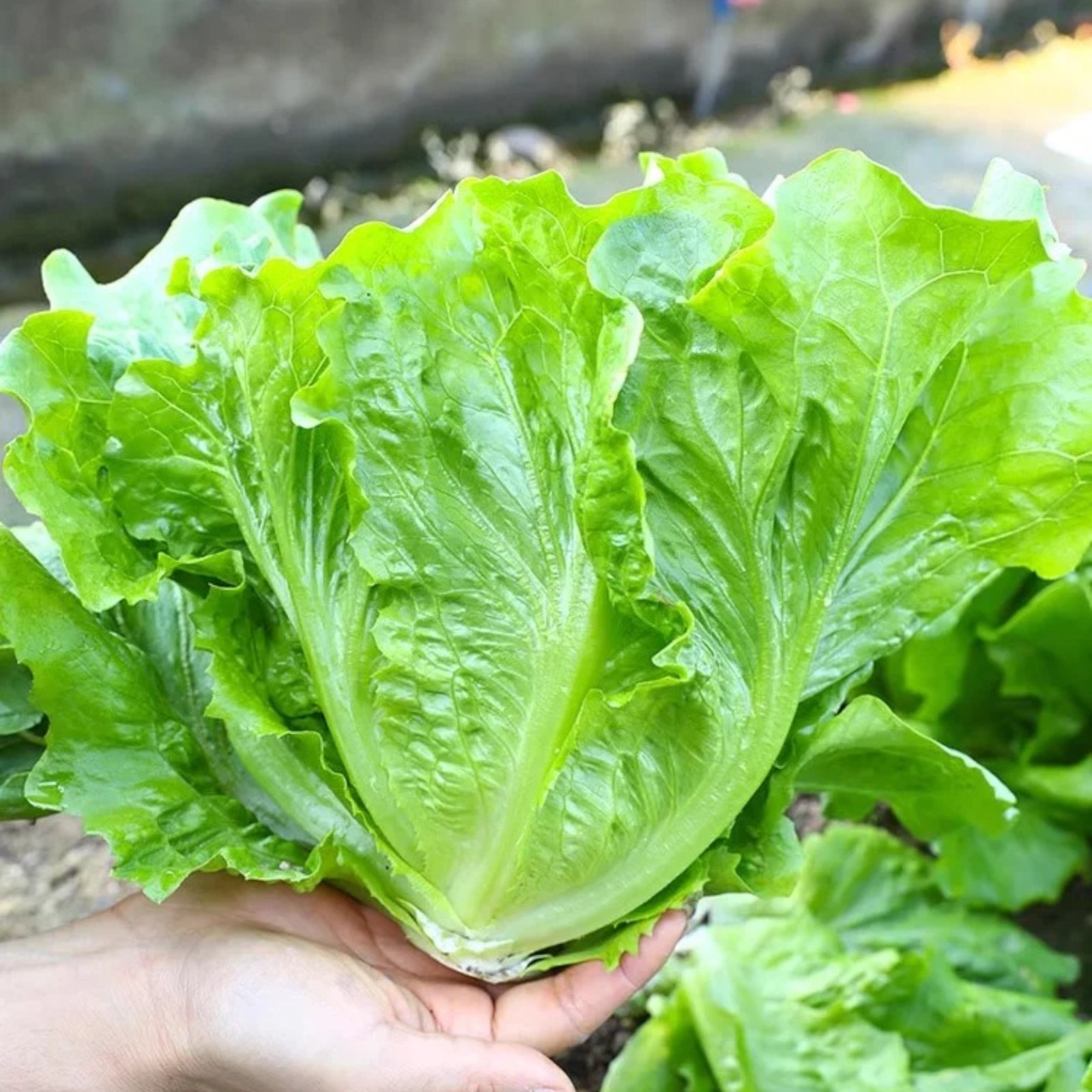 2000 Iceberg Lettuce Seeds Crisphead Heirloom Lettuce for Home Garden