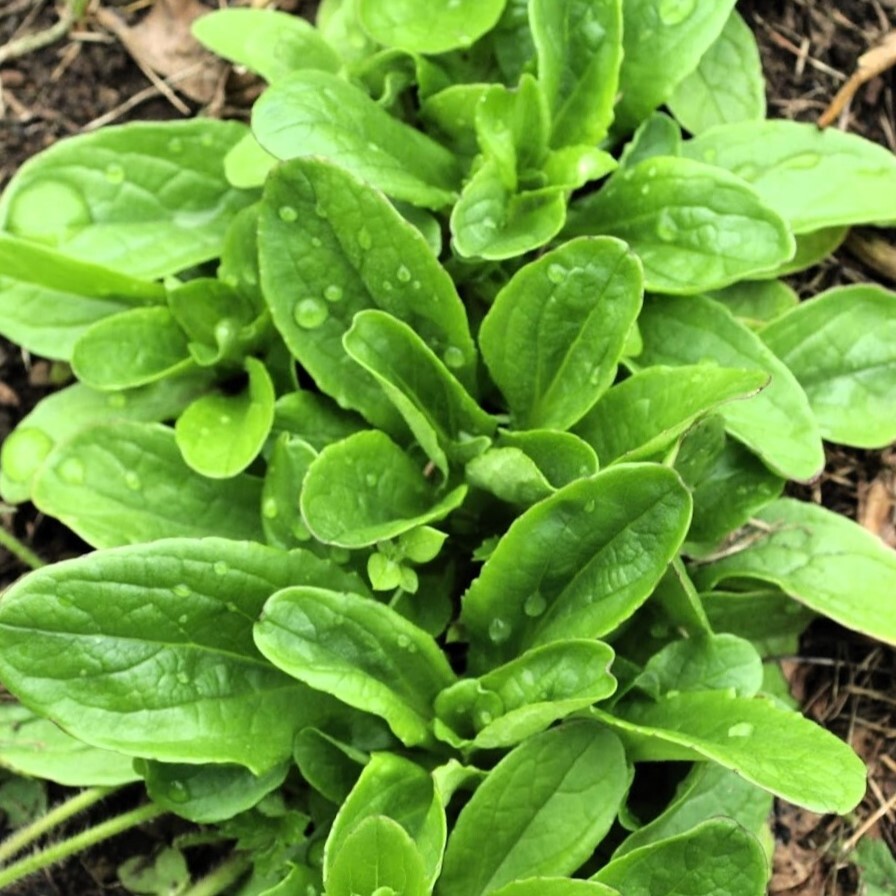 Dutch Corn Salad Seeds (Mache or Lamb’s Lettuce) | Spinach Fall Garden Seed 2024