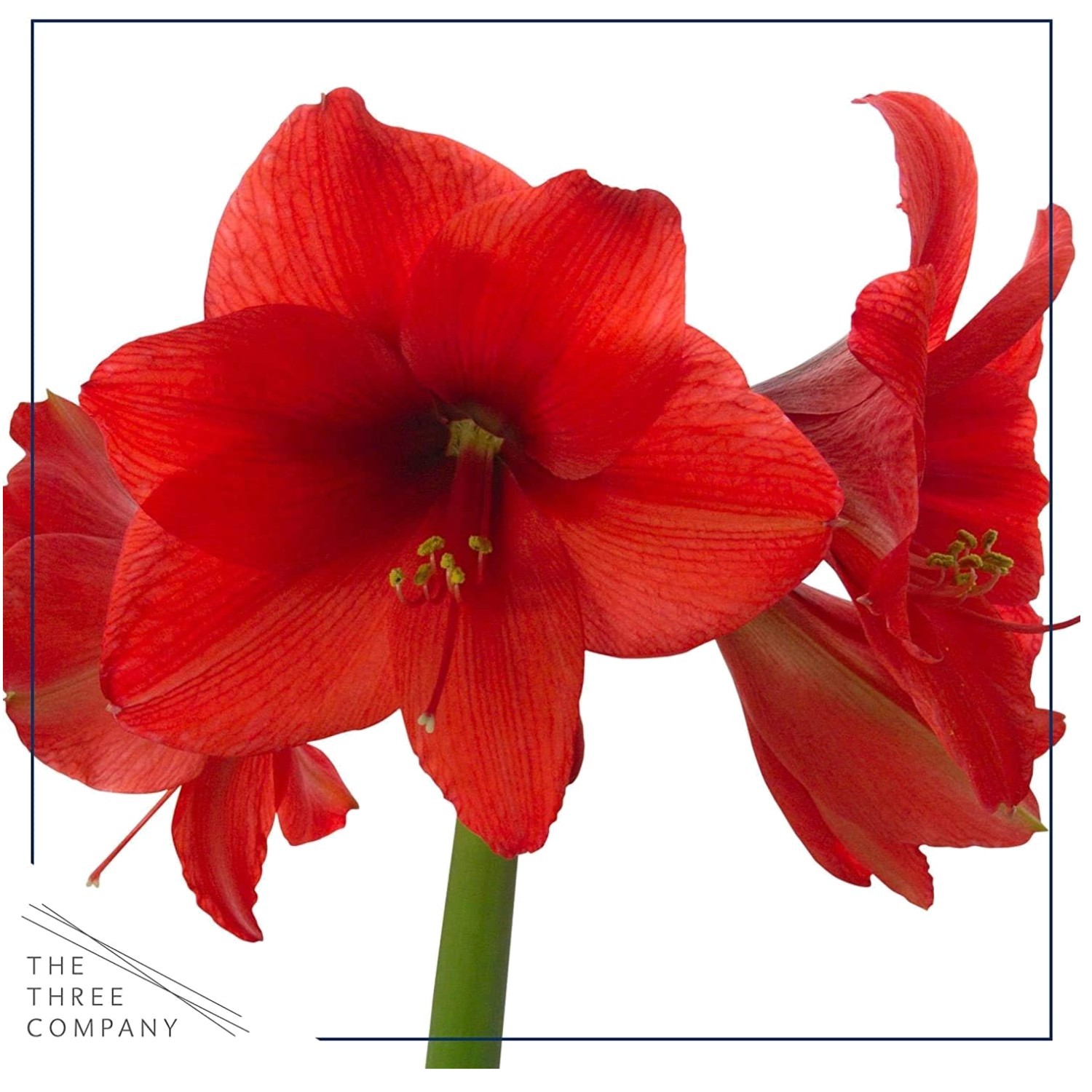 Silver Wax Amaryllis Bulbs – 2-Pack Live Holiday Plants