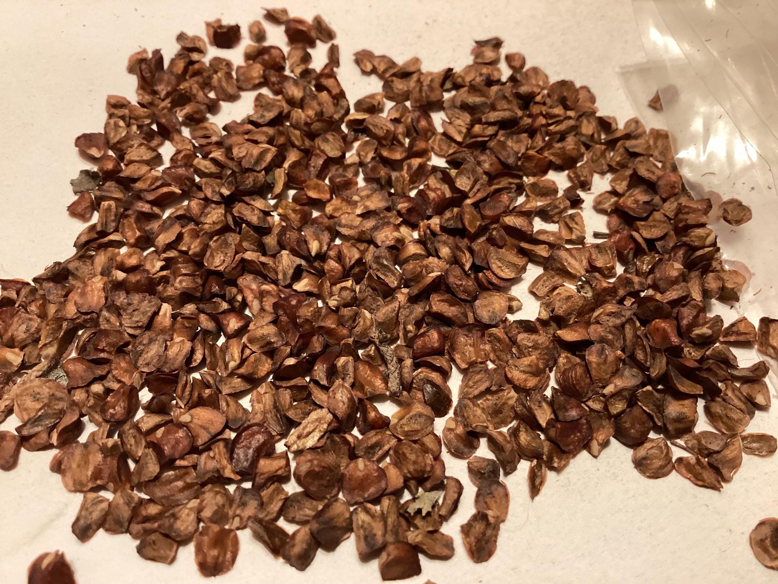 Piute Cypress Seeds Cupressus Nevadensis Tree Seeds With Grow Guide