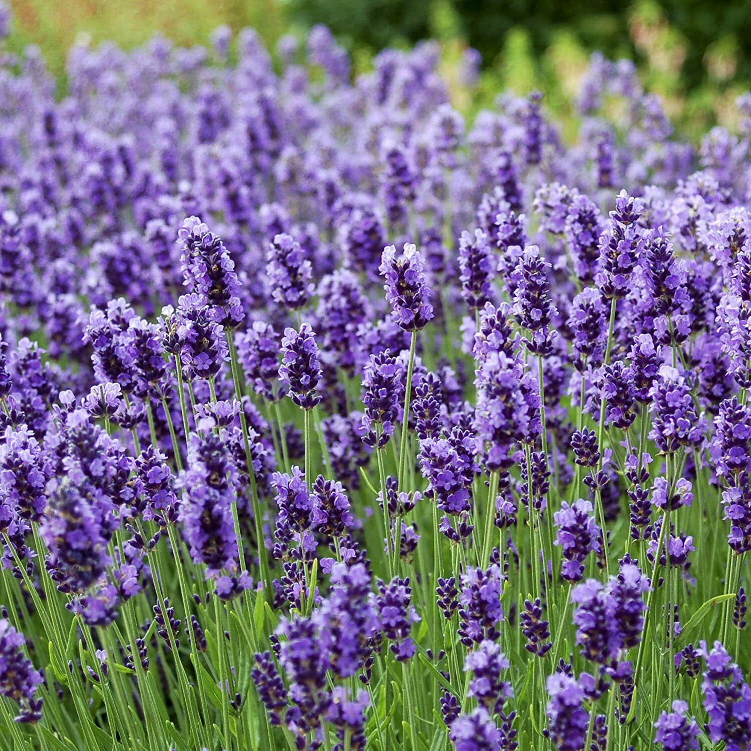 Sweet Vera English Lavender Seeds | Perennial Aromatherapy Bud Flower Seed 2024