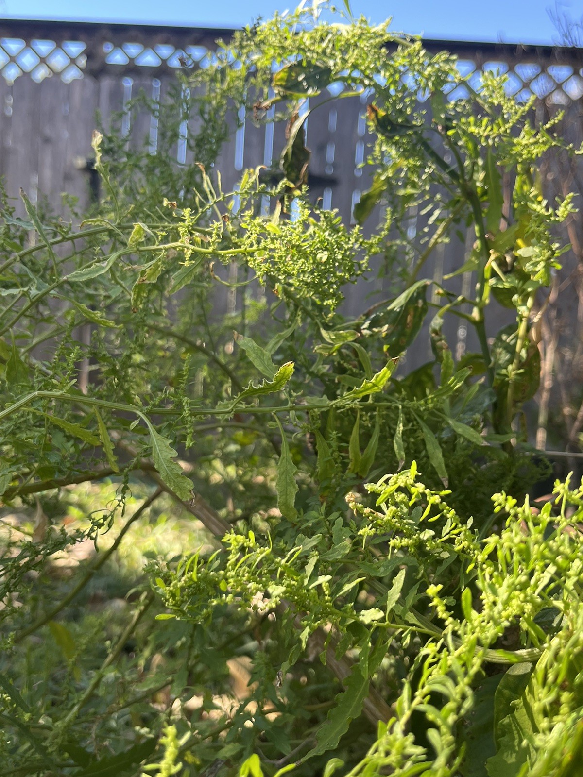 -*500 Epazote Seeds Mastruz Chenopodium Ambrosioides Mexican Herb Non-GMO 🌿