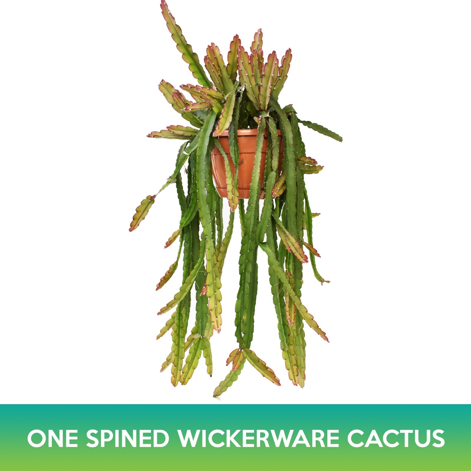 One‑Spined Wickerware Cactus Seeds, Rhipsalis monacantha