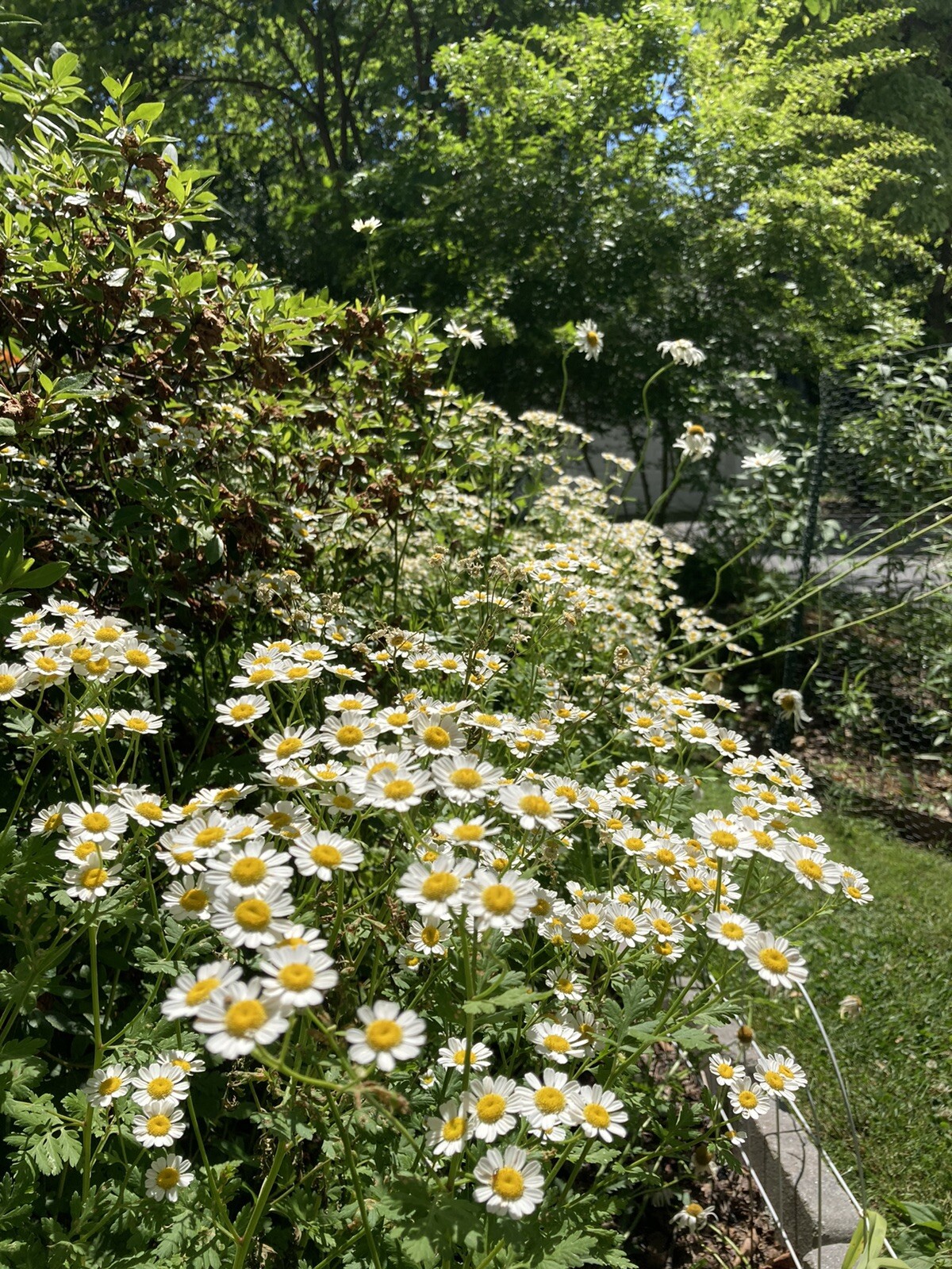 None GMO Feverfew Seeds – 100-200 Seeds – New Seed