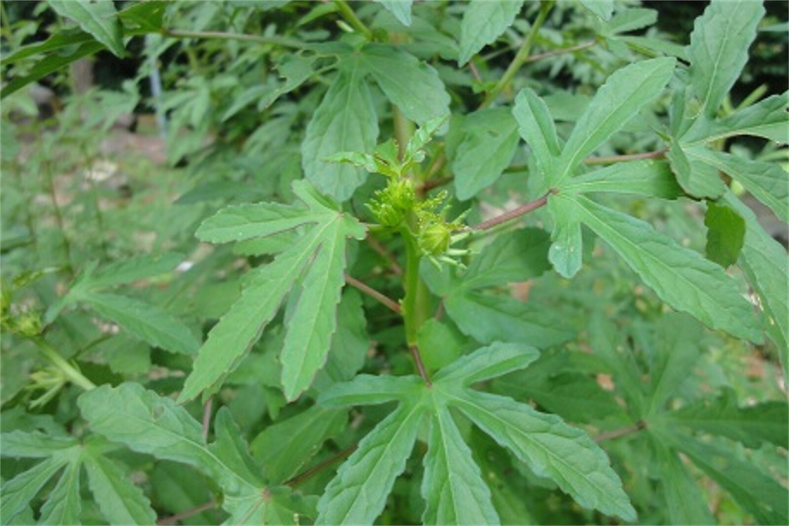 Hibiscus Radiatus 15 Seeds, Monarch Rosemallow, Perennial Garden Flowers