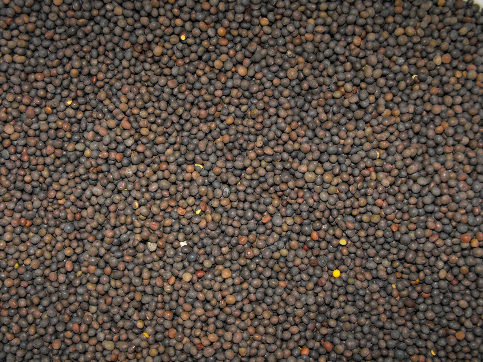 1/2 lb Hairy Vetch Seeds Nitrogen Fixer Cover Crop Deer Forage Food Plots 8 oz