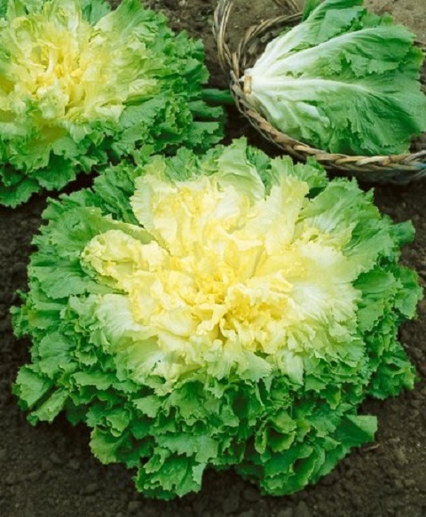 Endive Seeds Broadleaf Batavian GARDEN SEEDS 500 Seeds