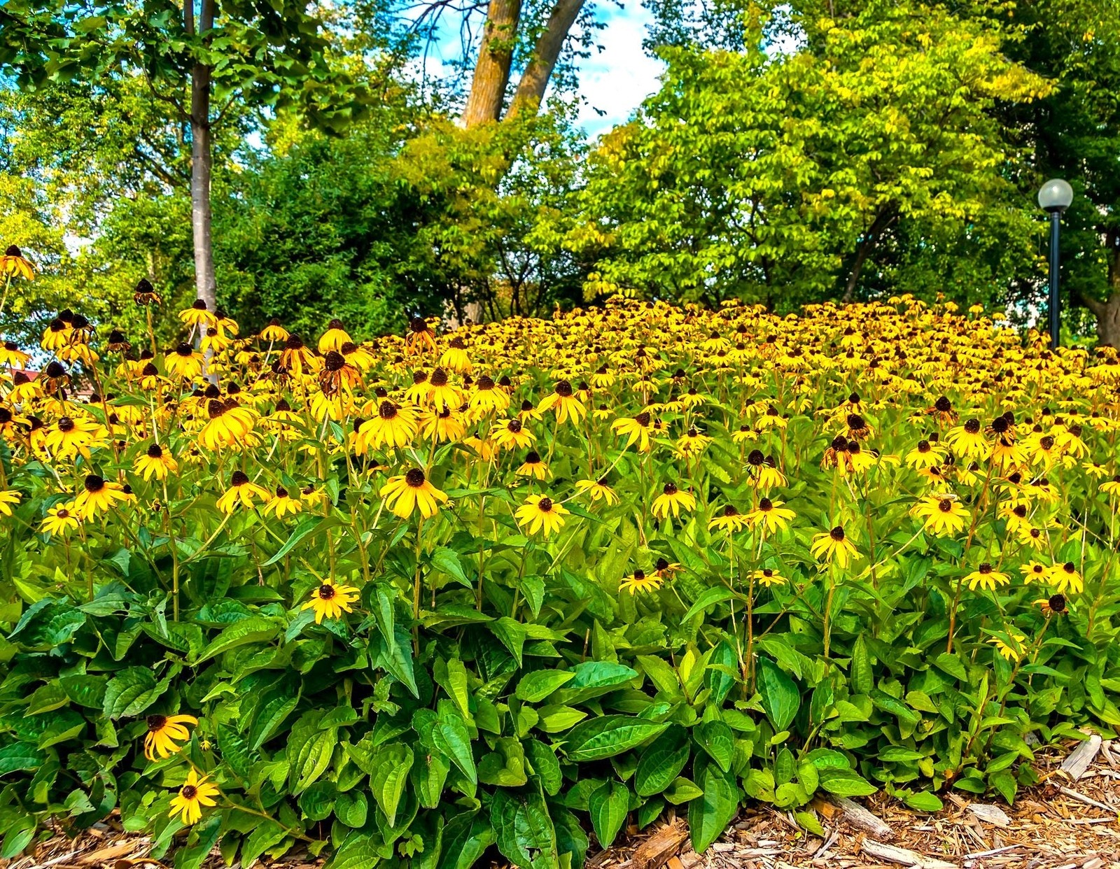 Black Eyed Susan Seeds | Yellow Perennial Daisy Sunflower Wild Flower Seed 2024