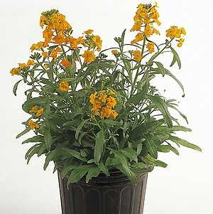Erysimum Citrona Orange 100 seeds