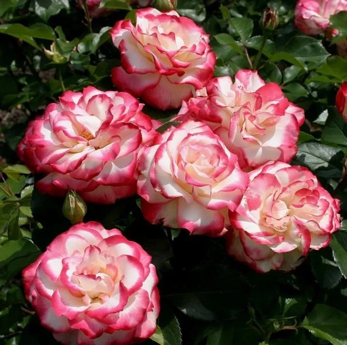 Cherry Parfait Rose Seeds- 50 or 100 Seeds.USA Seller- Free Shipping