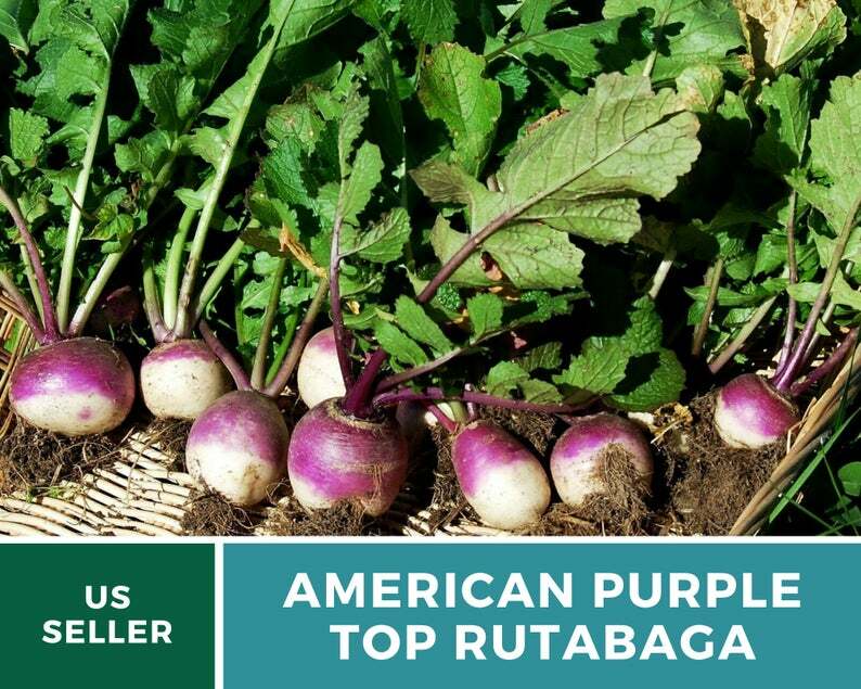 Rutabaga, American Purple Top – 200 Heirloom Seeds – GMO Free (Brassica napus)