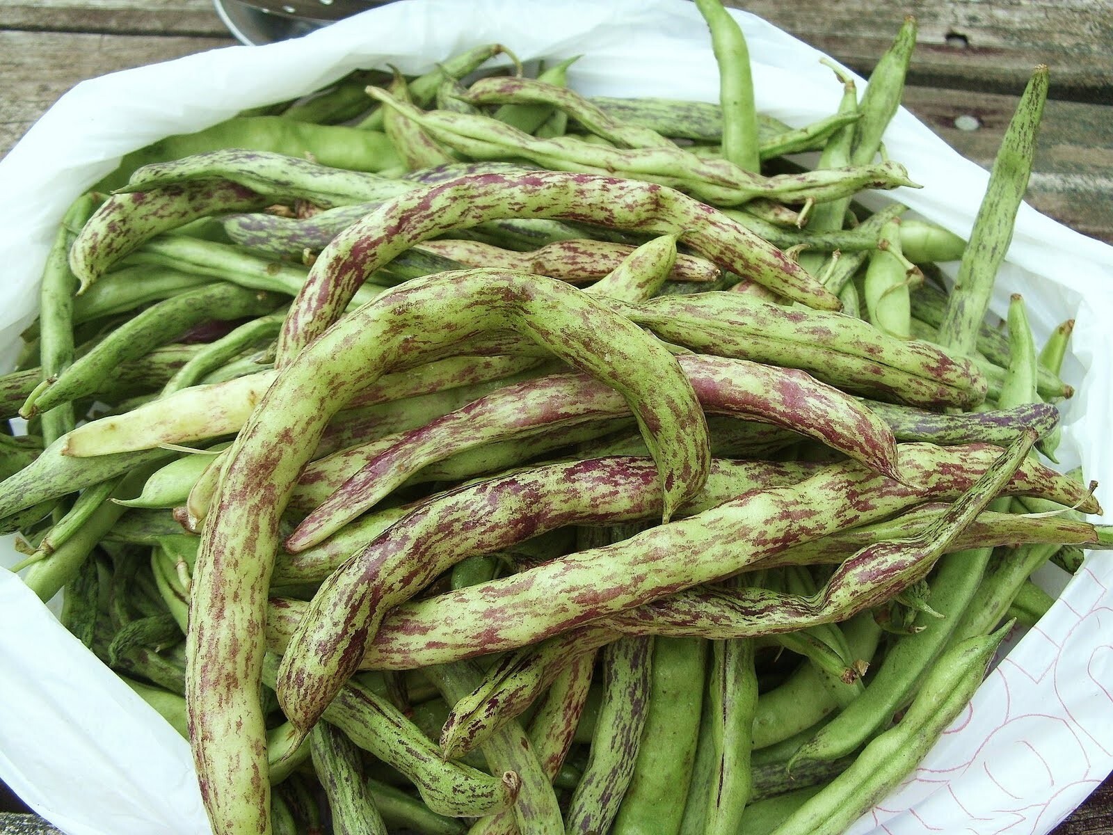 Beans, Heirloom Rattle Snake Pole , 1 Pound Non-Gmo, Organic Amish Seeds.