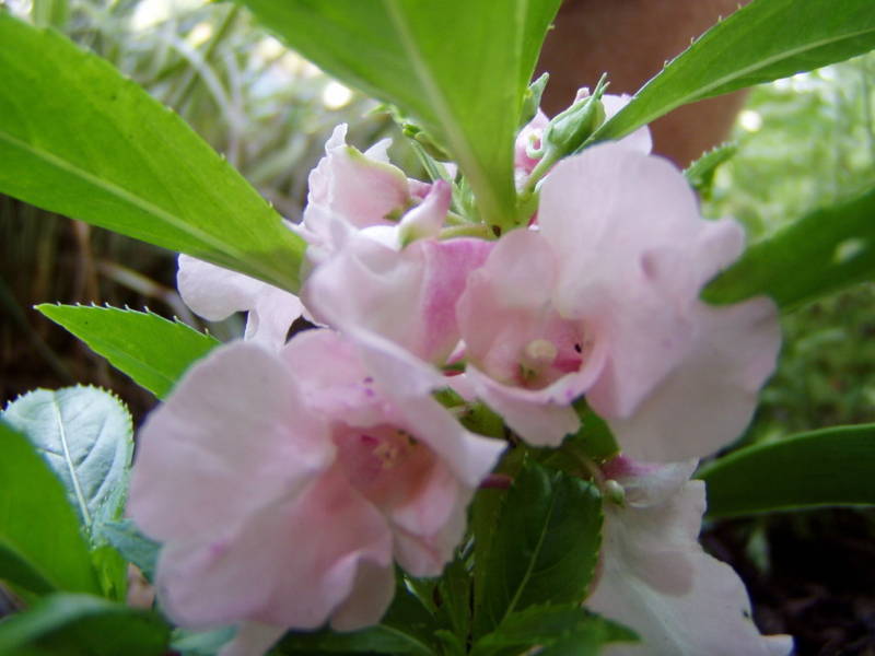 Impatiens balsamina Pink – 15 seeds