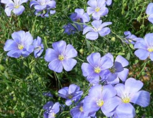 BLUE LEWISII FLAX 100 FRESH SEEDS FREE SHIPPING FREE US SHIPPING