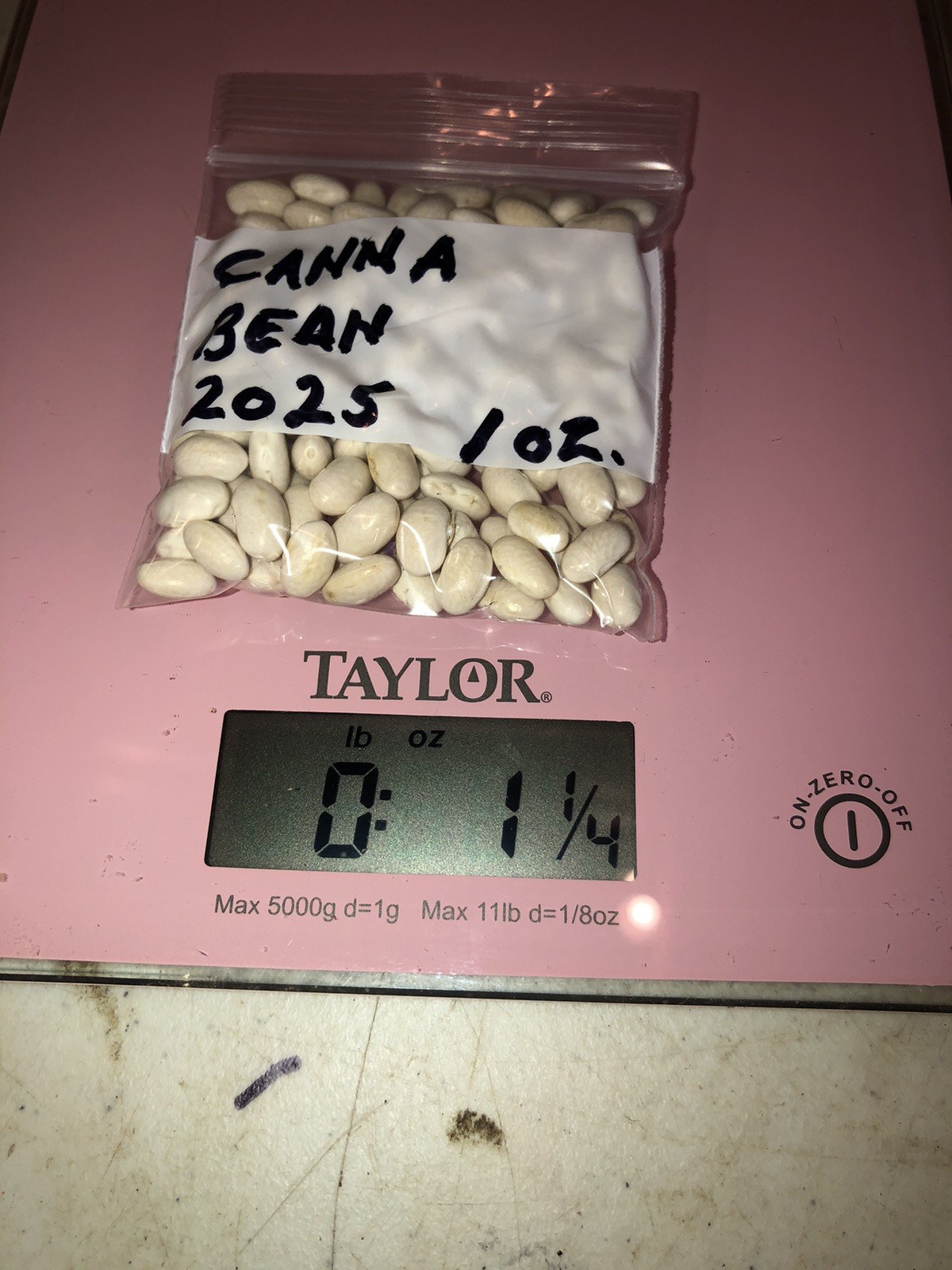 Cana Pole Bean Grown in 2025 Heirloom North Carolina half runner Bean. 1 Ounce
