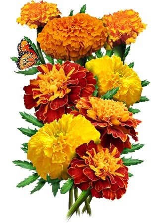 Petite Marigold Seed Blend (Tagetes patula)