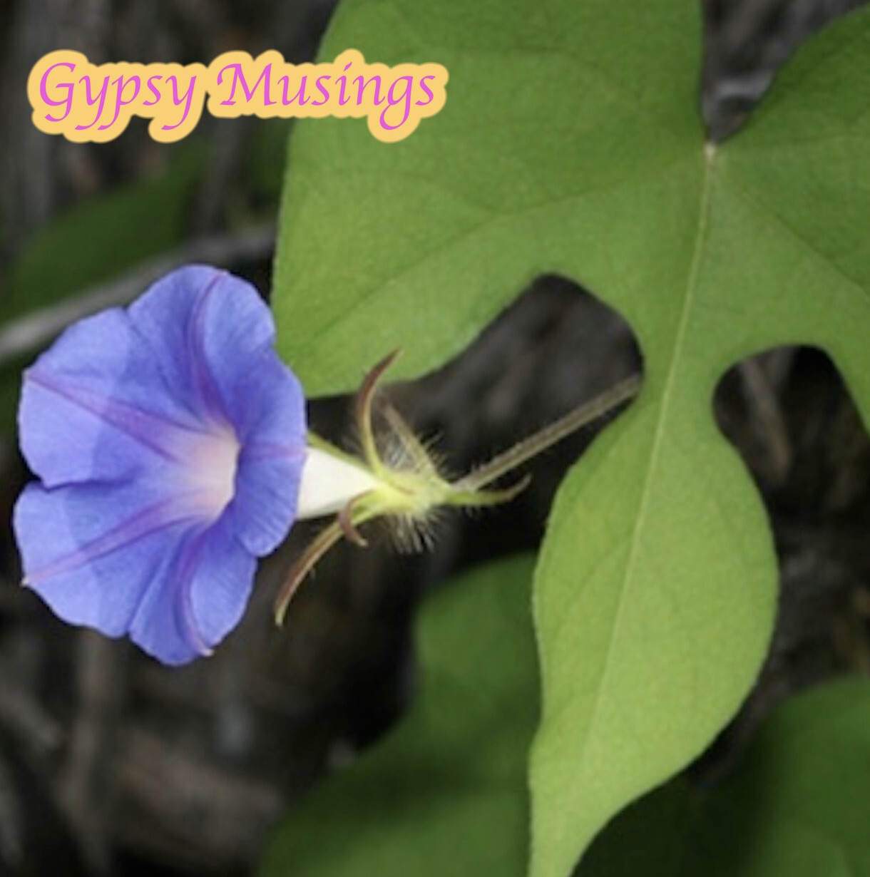 Organic Ipomoea Hederacea~Ivy Leaf Blue Morning Glory~FRESH Seeds~Hummingbirds!