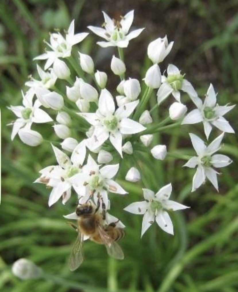 Garlic Chive Seeds