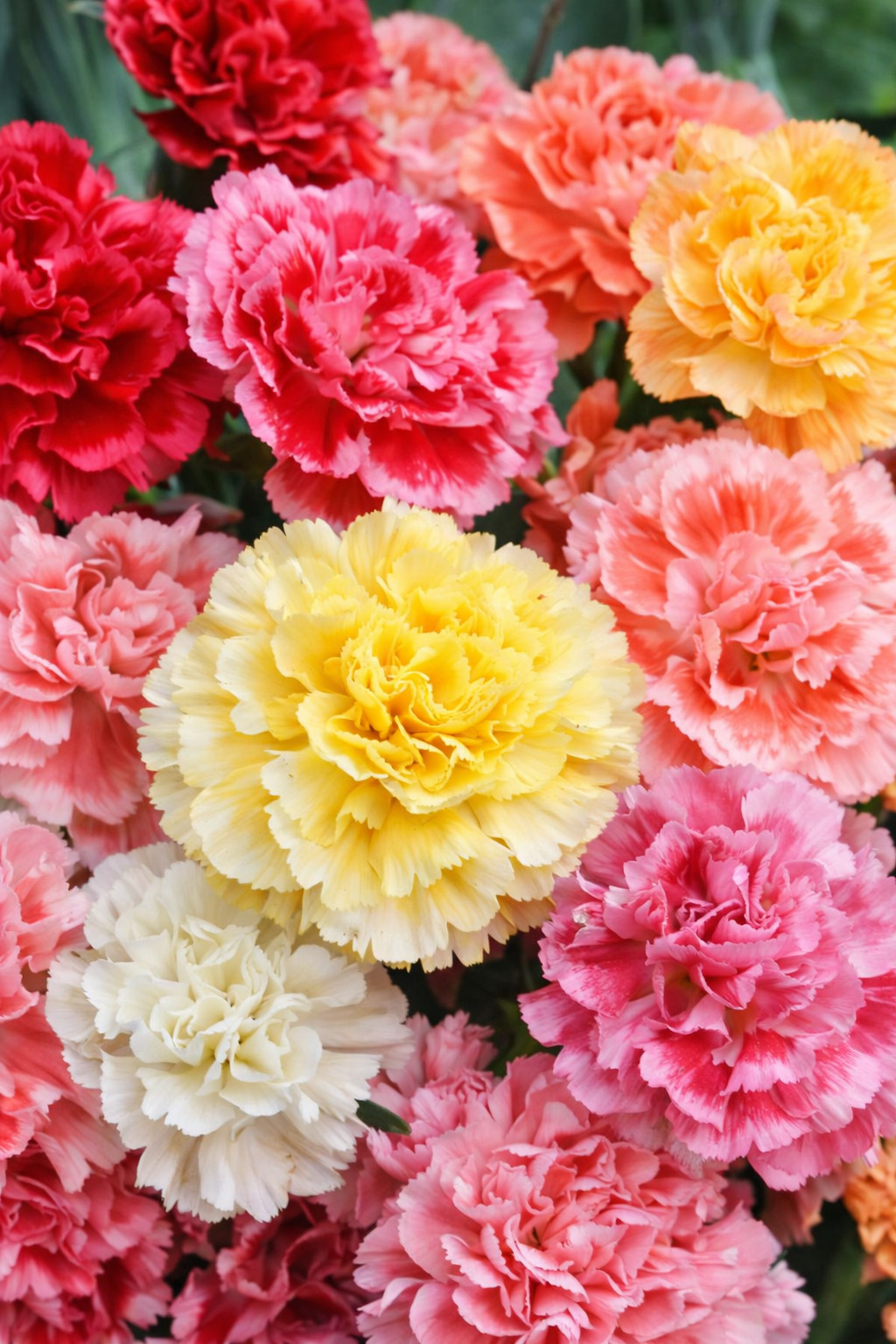 100 Carnation Seeds Dianthus Flowers Seed Flower Perennial “Chabaud Mix”