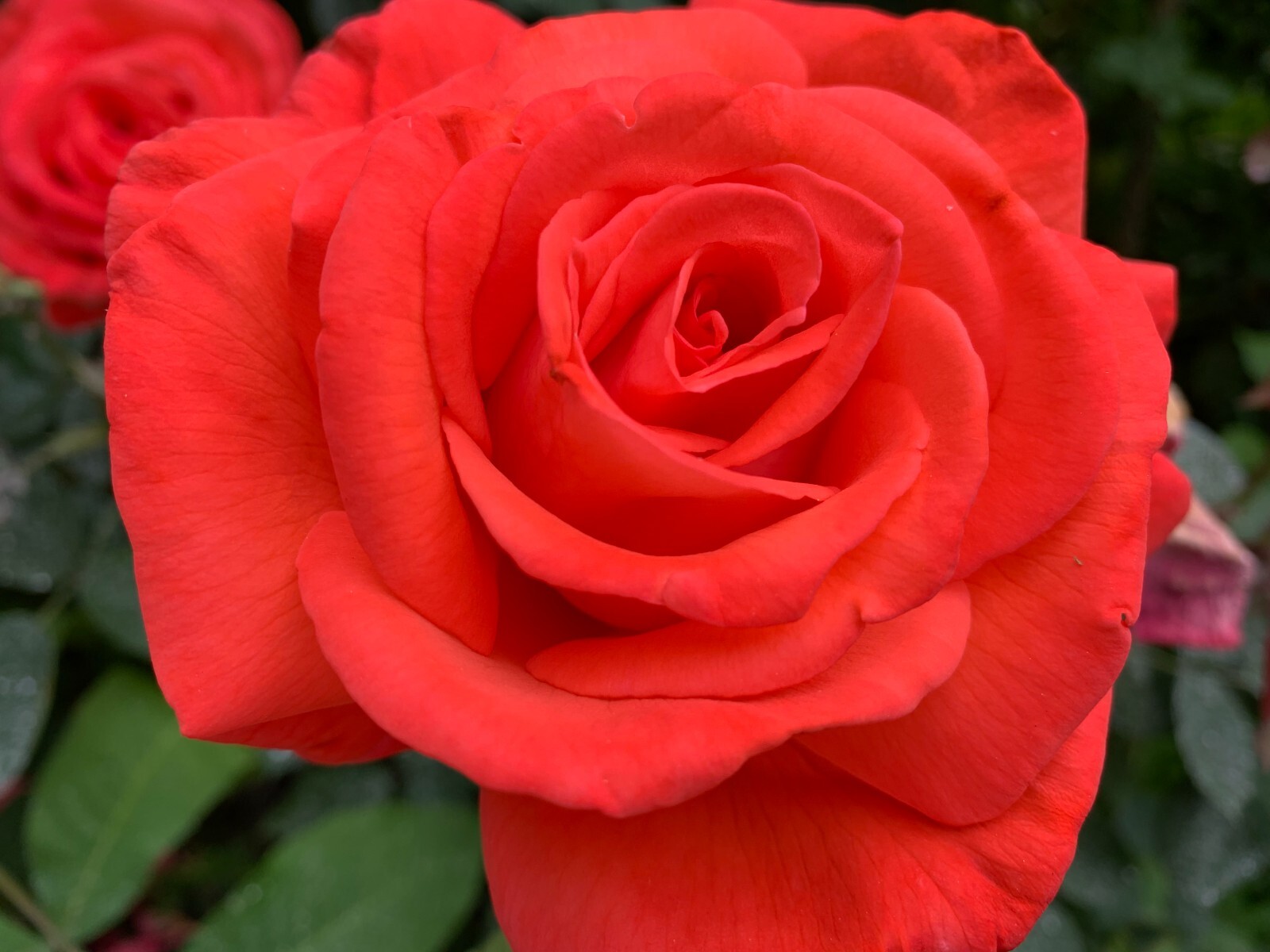 5 Garden Red Rose Cuttings Ready To Plant and Root