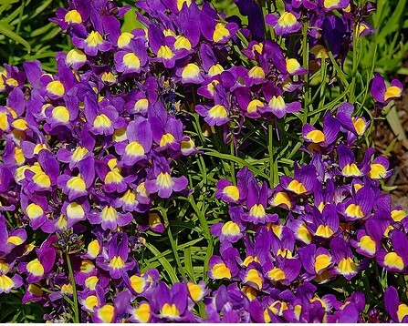 Viola cornuta King Henry 1,000 seeds