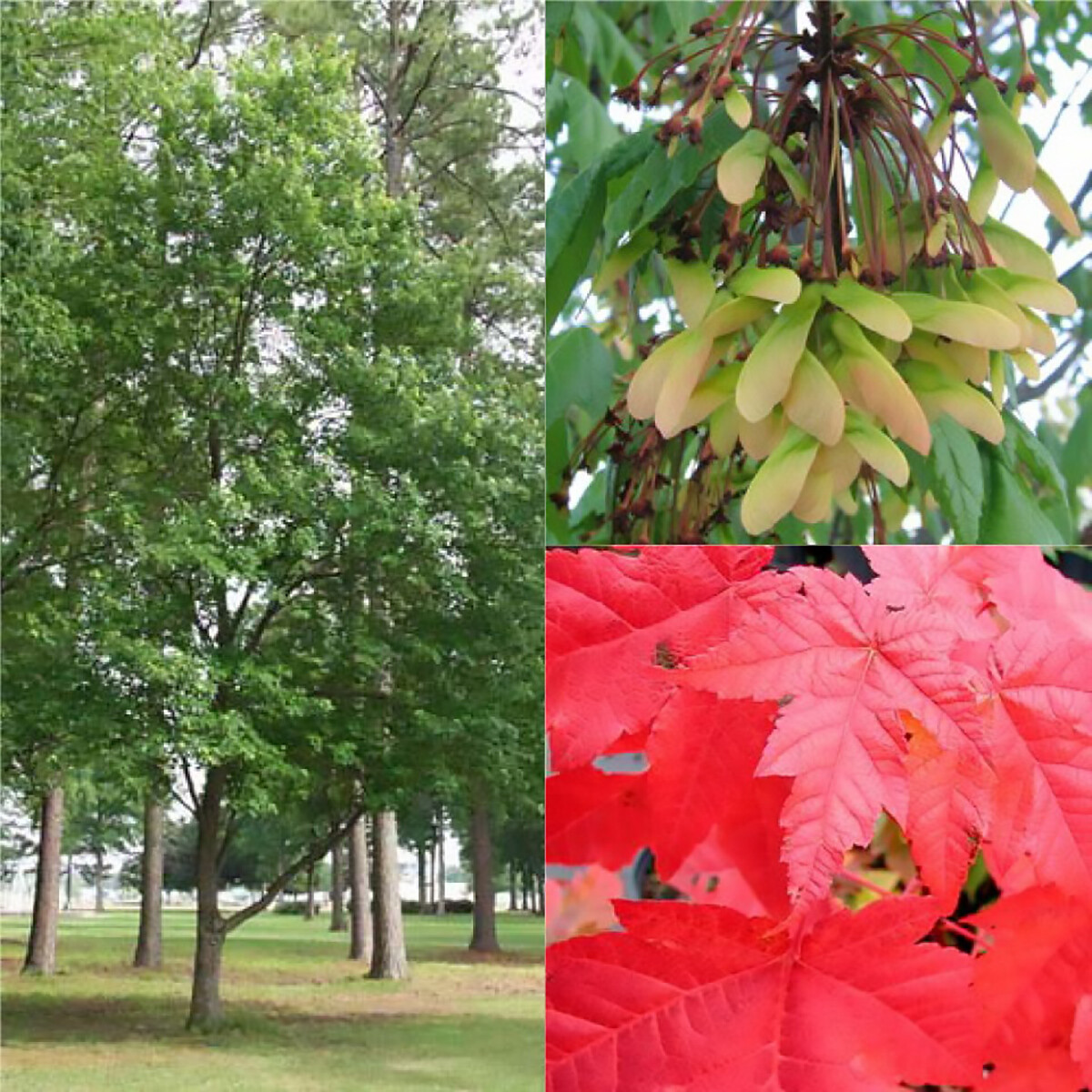 Red Maple, Acer rubrum, Northern Source, Tree Seeds (Fast, Hardy, Fall Color)