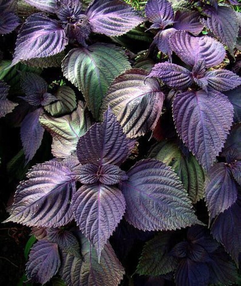 Purple Shiso Perilla Herb Asian Mint Seeds Garden Planting Non-GMO