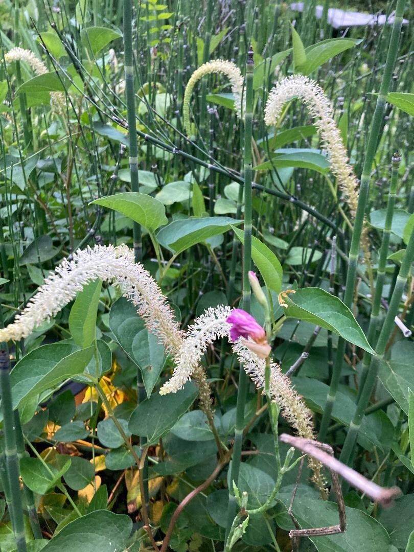 WHITE LIZARD’S TAIL POND/BOG PLANT 100 + SEEDS USA Seller