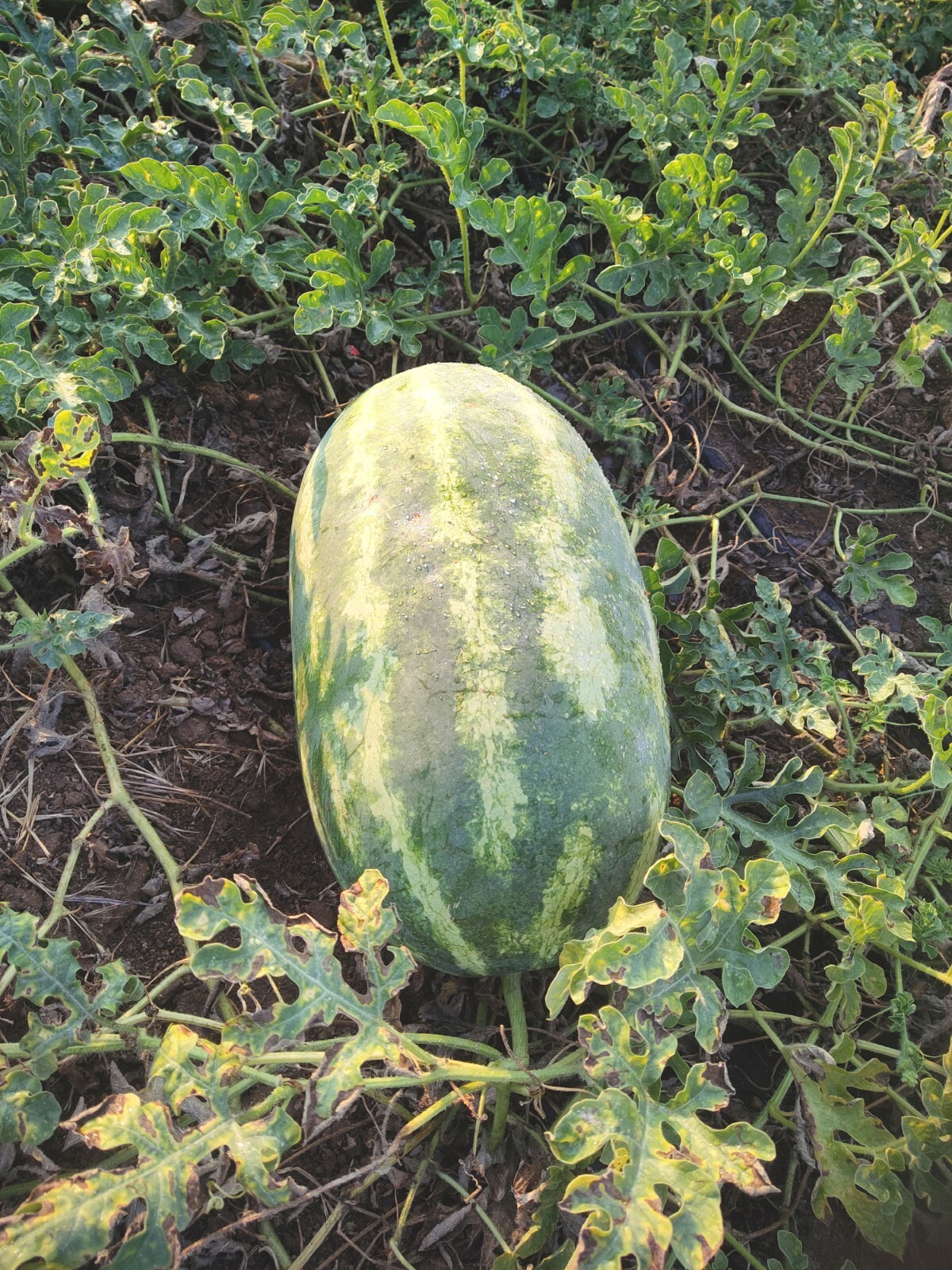 Organic Mountain Sweet Yellow Watermelon 30 Seeds