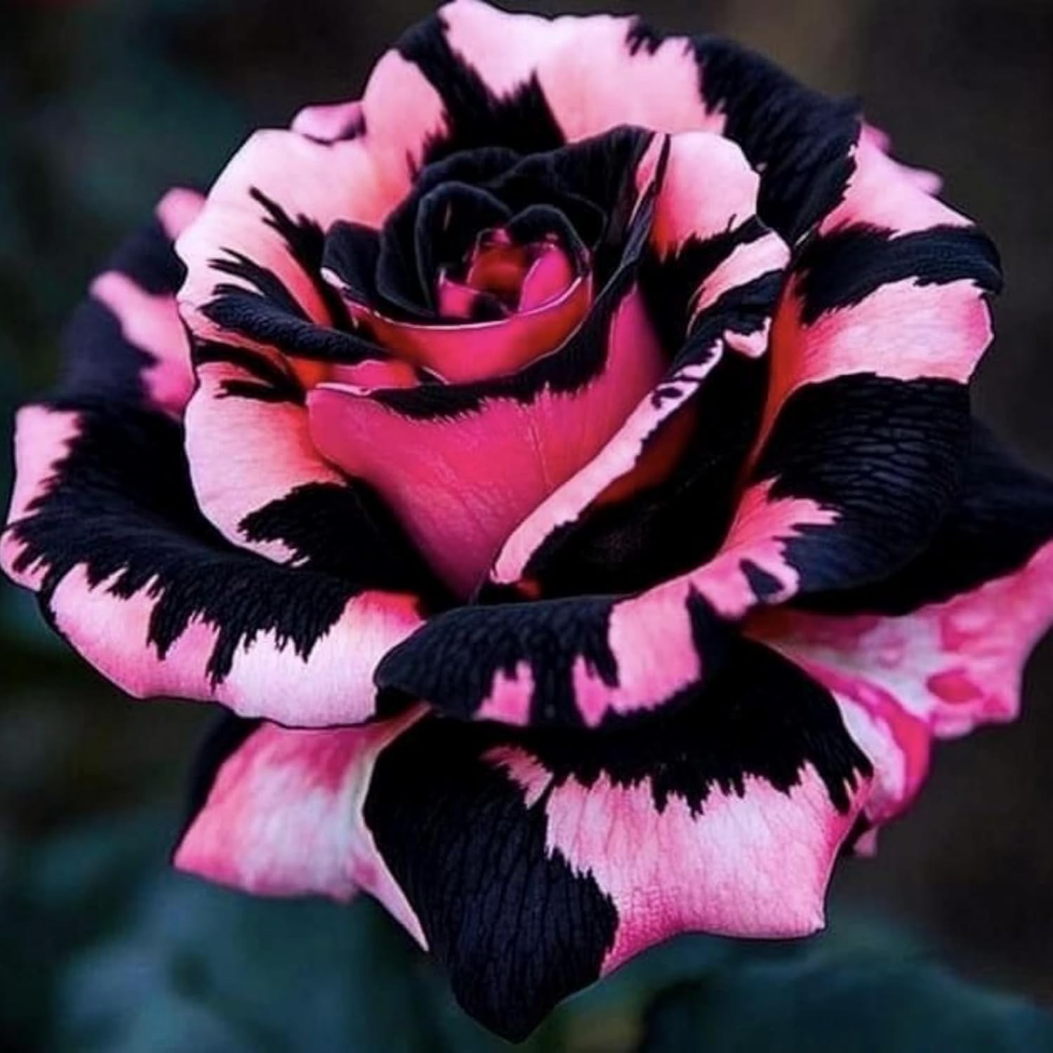 Heirloom Mixed Rare Rose Seeds: 300+ Attractive Non-GMO Flowers for Pollinators