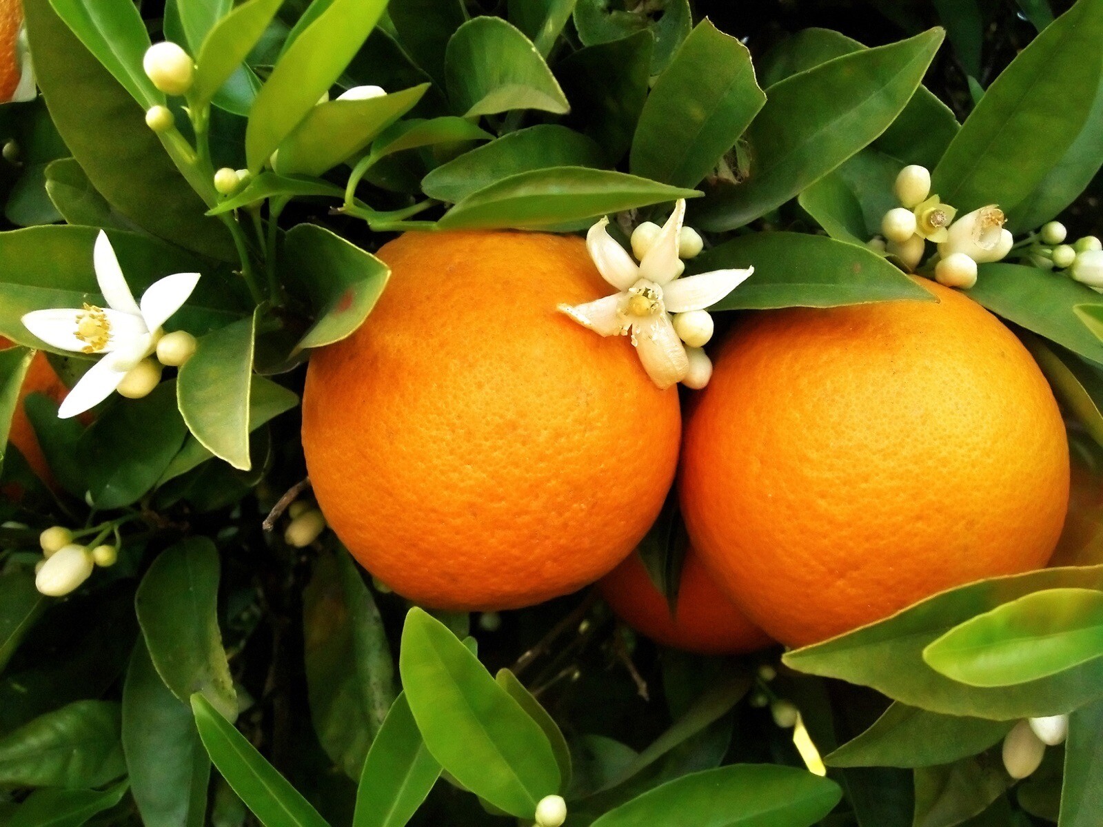 For Florida only!! Washington Navel Orange Tree, 26-30” tall, grafted