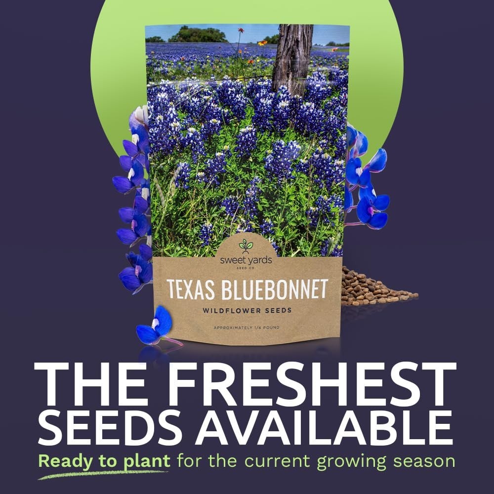 Texas Bluebonnet Wildflower Seeds – 1/4 lb Bulk, 4000+ Native Seeds, State Flowe