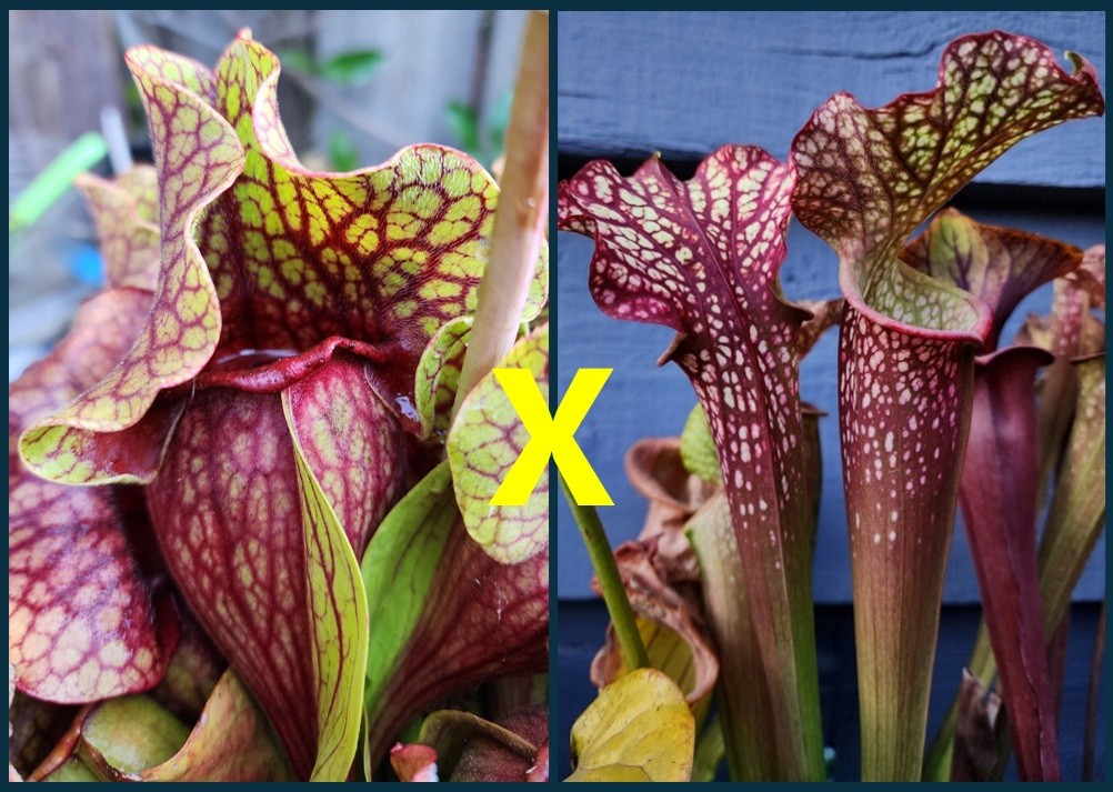 2025 SARRACENIA SEEDS: FAT ORNATE PURPUREA X DRAGON QUEEN [CP SEED]