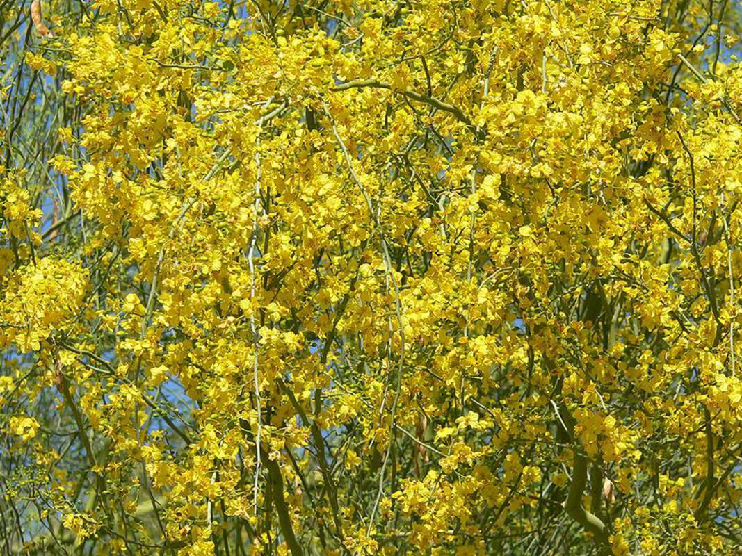 1-1000 PCS Blue Mexican Palo Verde Tree Seeds Parkinsonia Cercidium Florida 0132