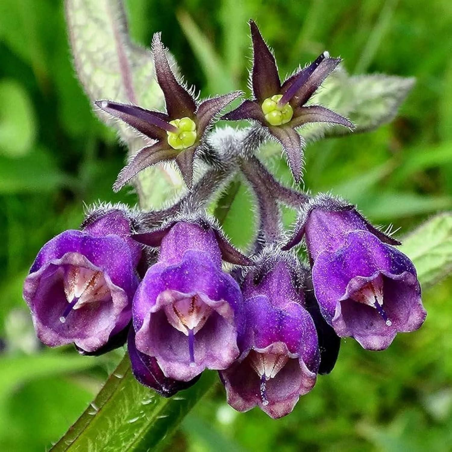 100 Symphytum Officinale Comfrey Seeds – Non-gmo Heirloom Fresh Garden Seeds -us