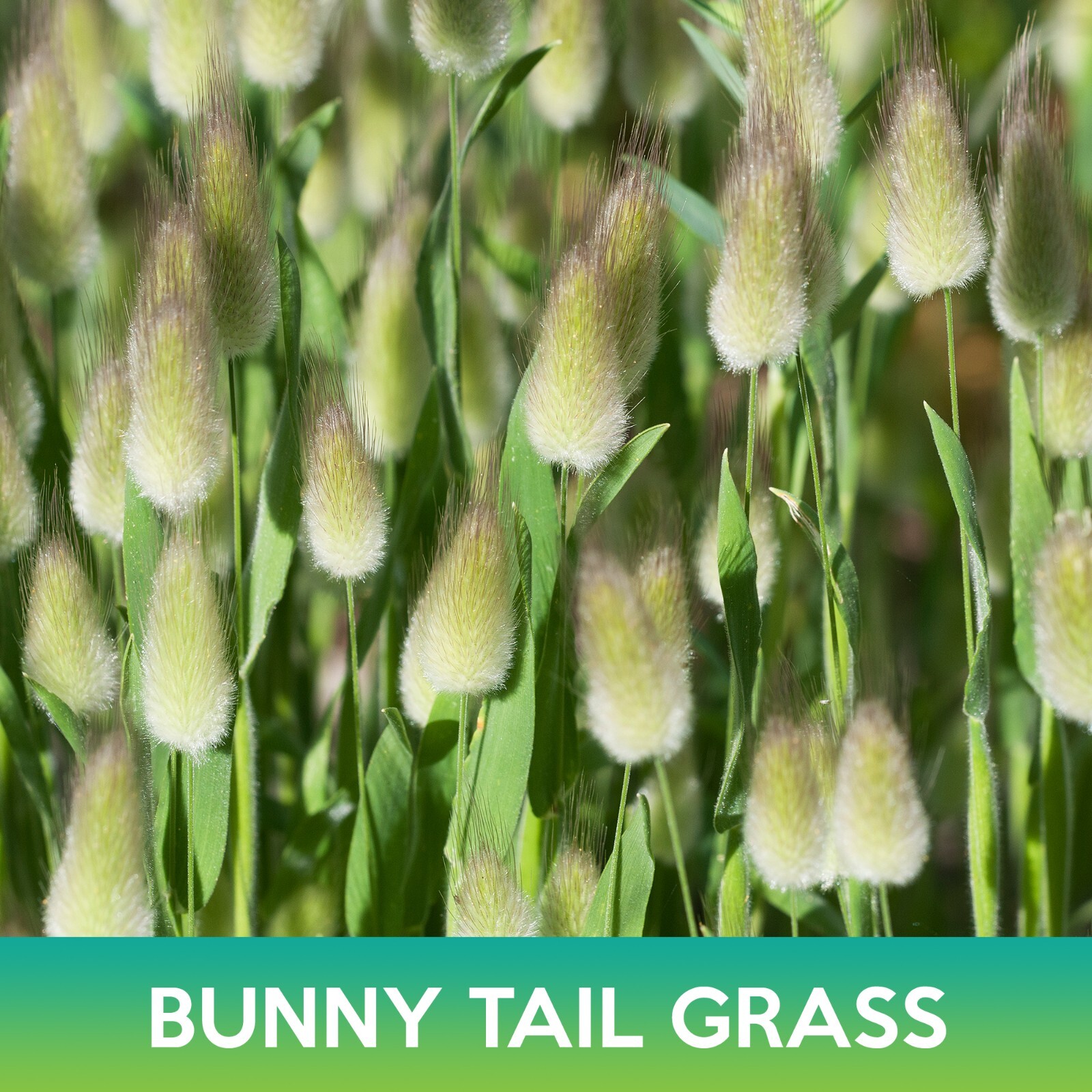 Bunny Tail Grass Seeds, Lagurus ovatus